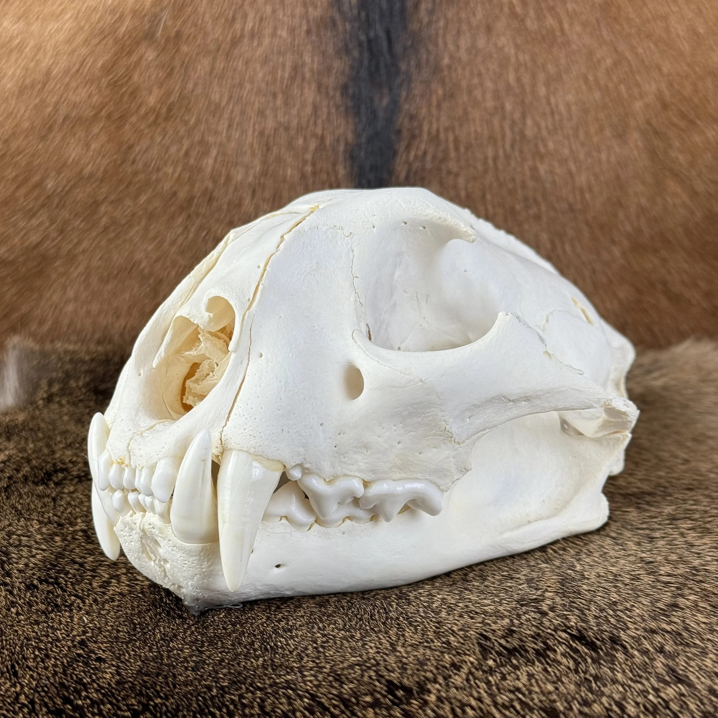 Cougar Skull