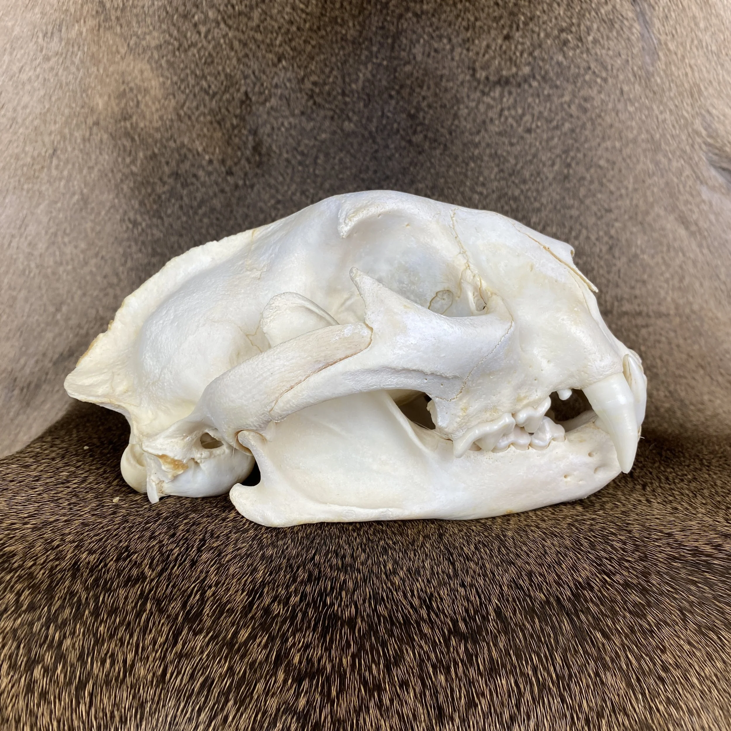 Cougar Skull SQ1332