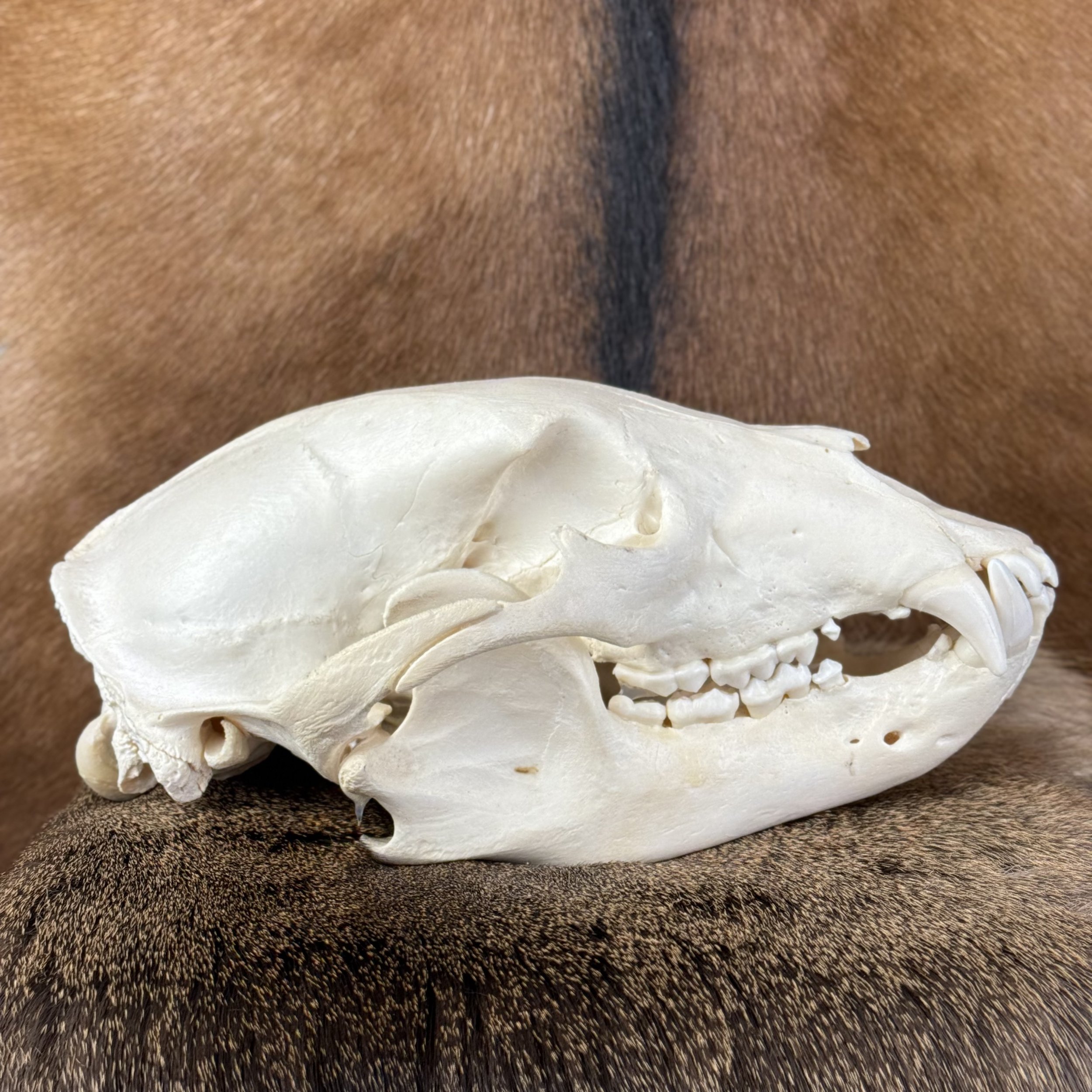 Black Bear Skull SQ2354