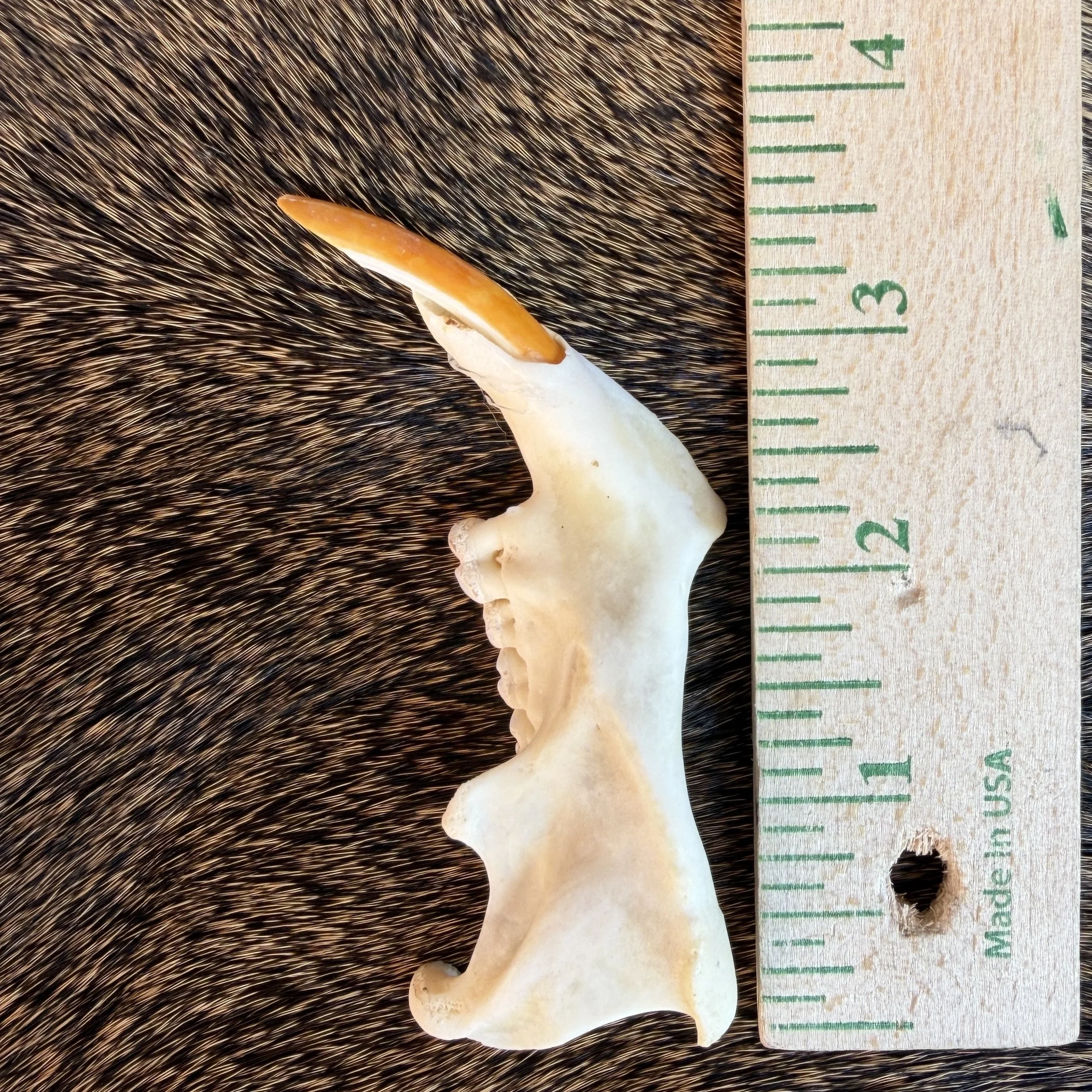 Porcupine Jaw