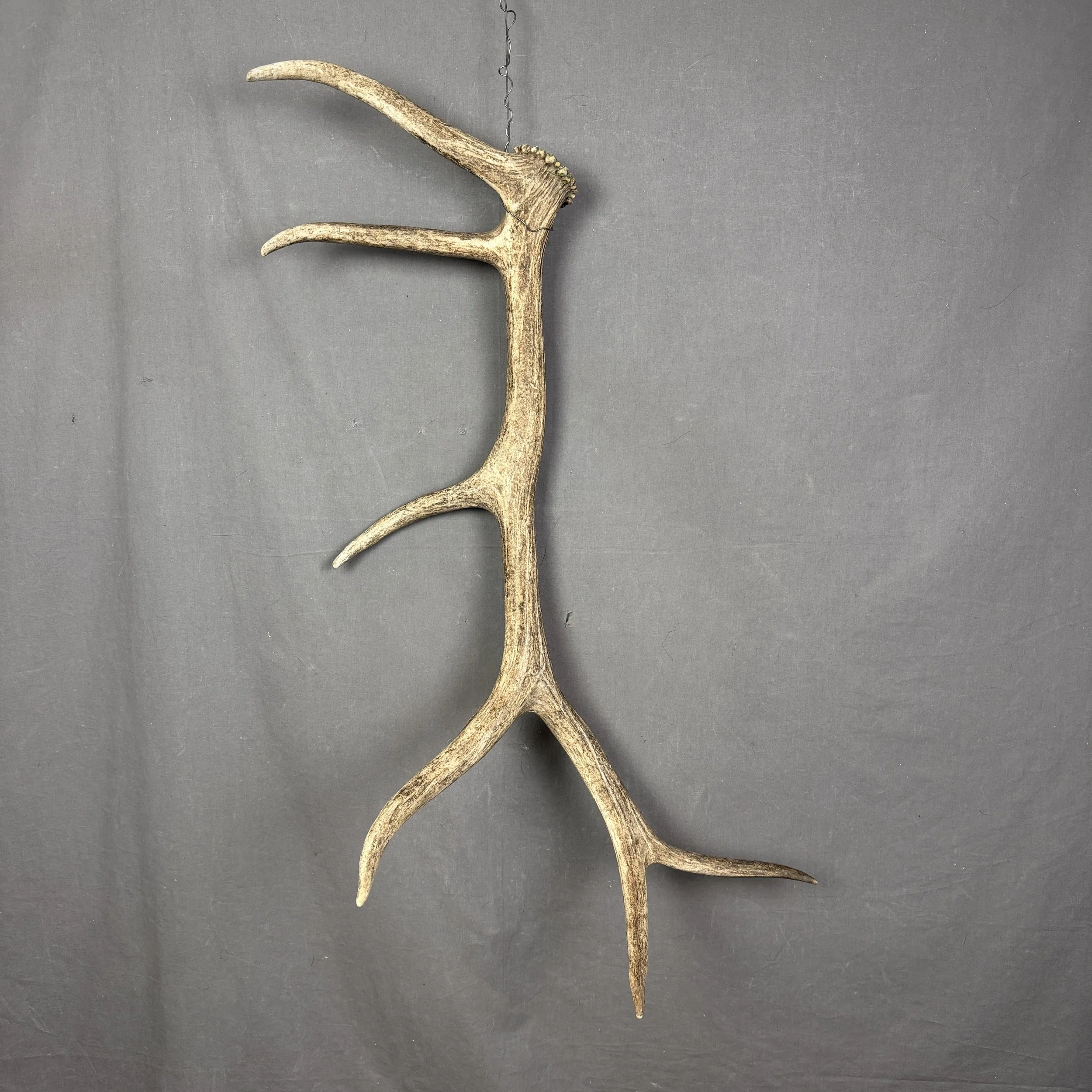 Elk Antler #22