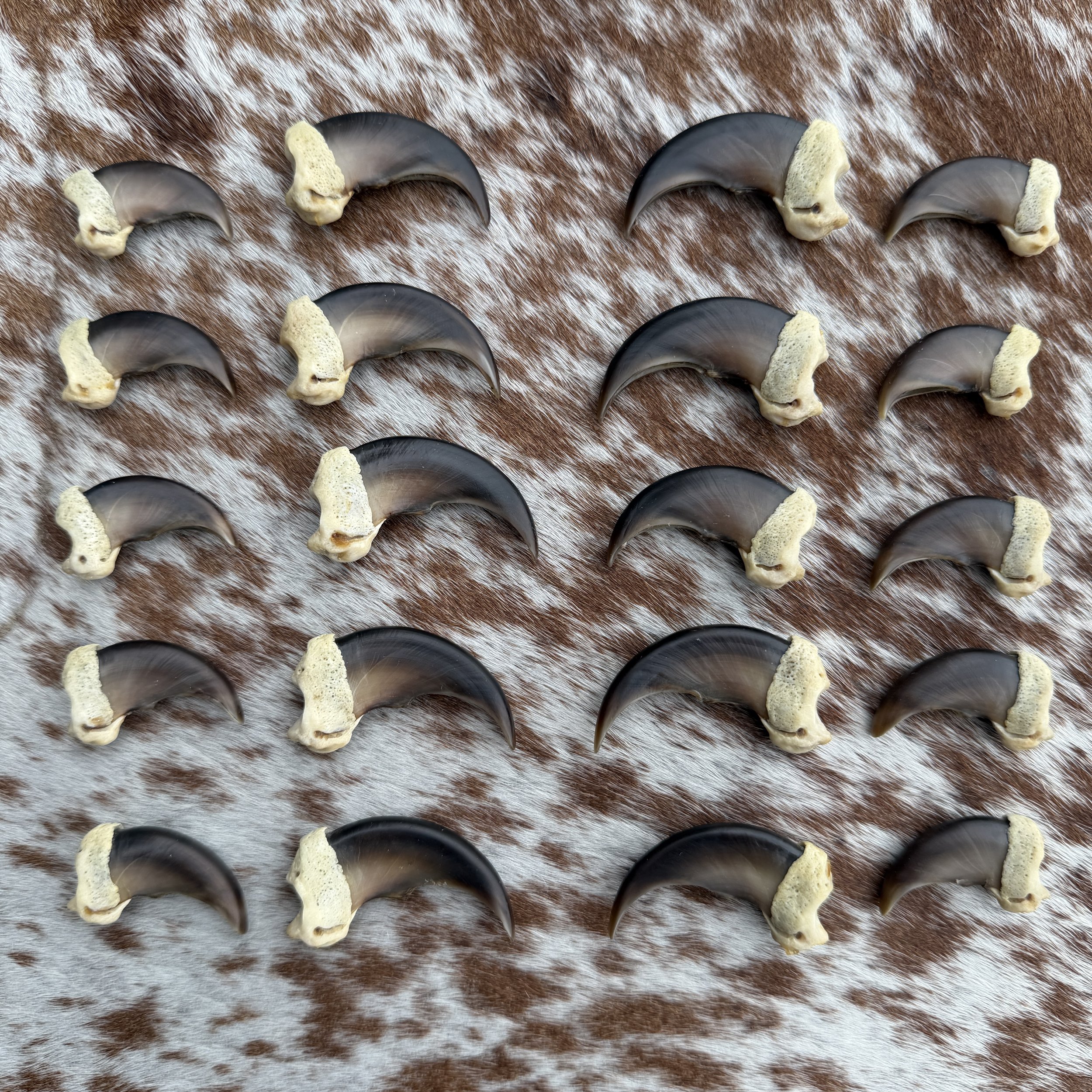 black bear claw set