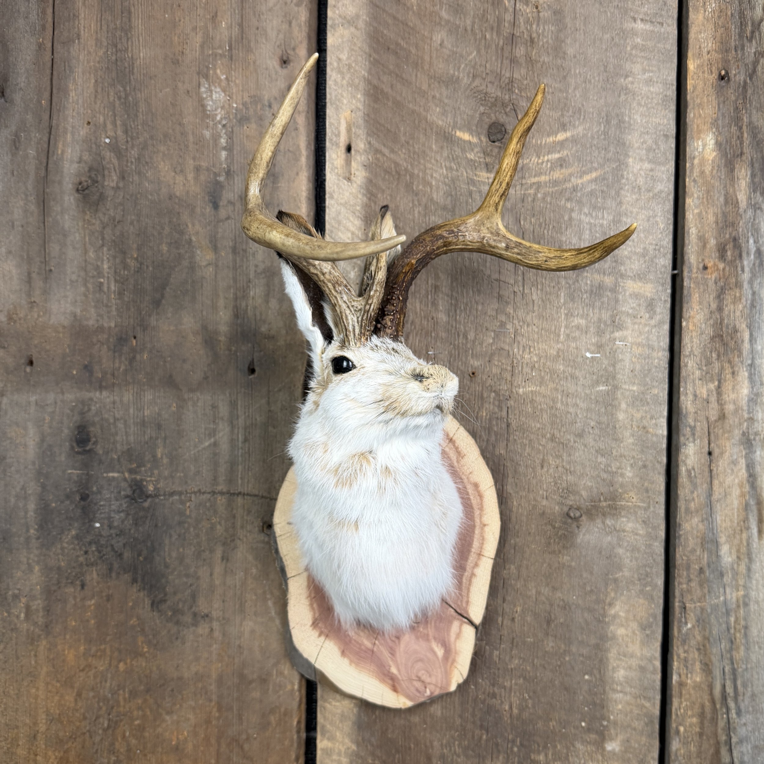 Jackalope Mount (Head Turned) SQ4850