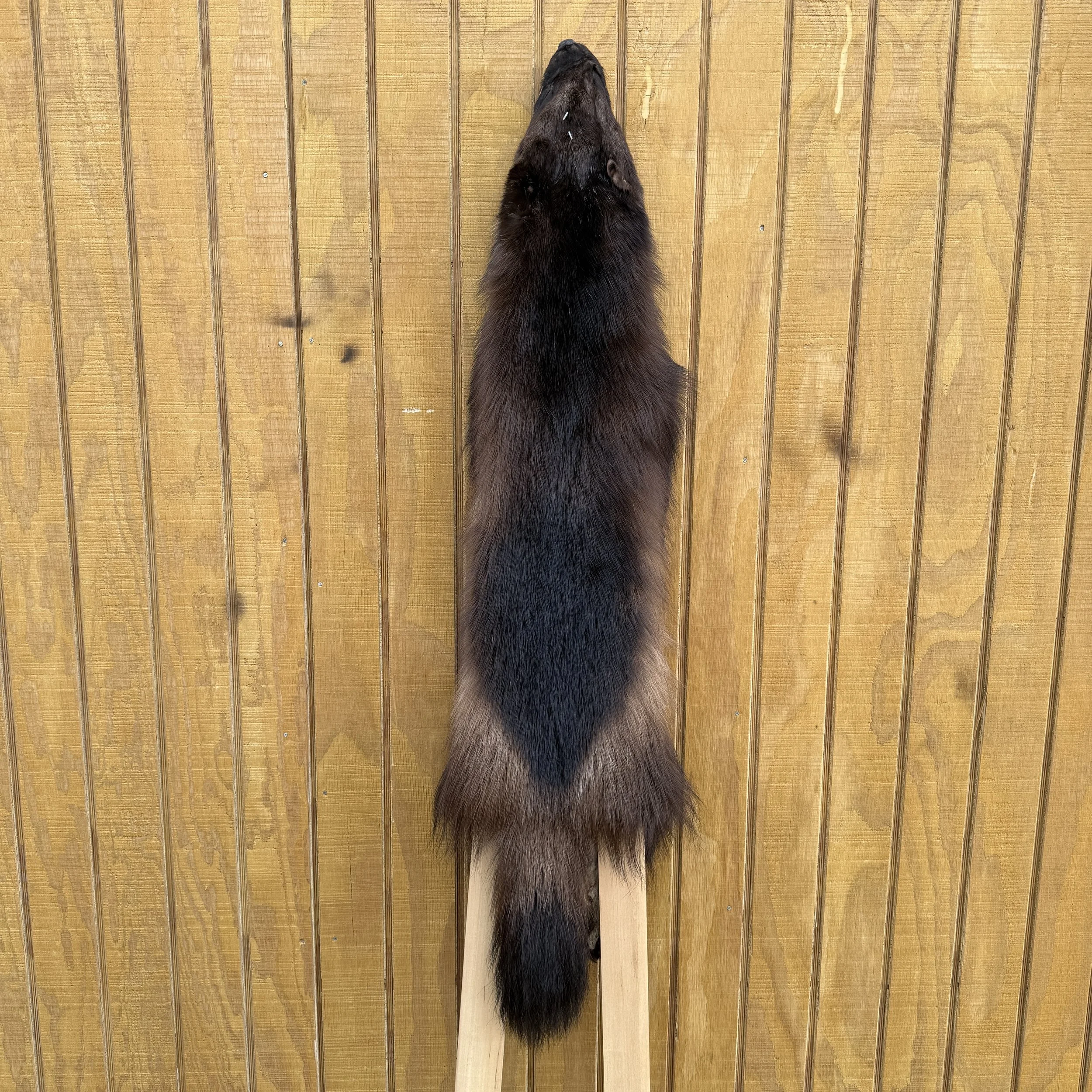 Wolverine hide