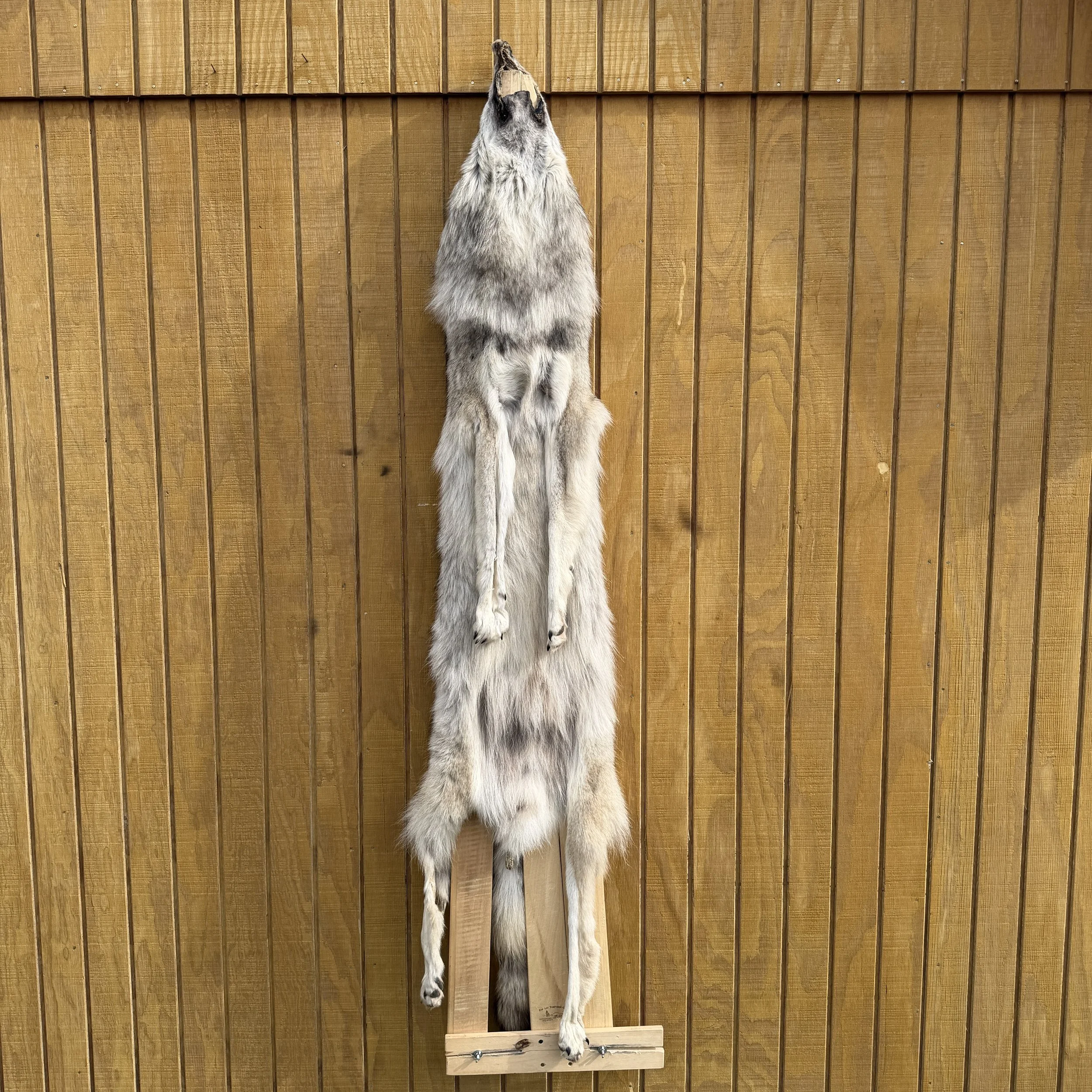 wolf hide