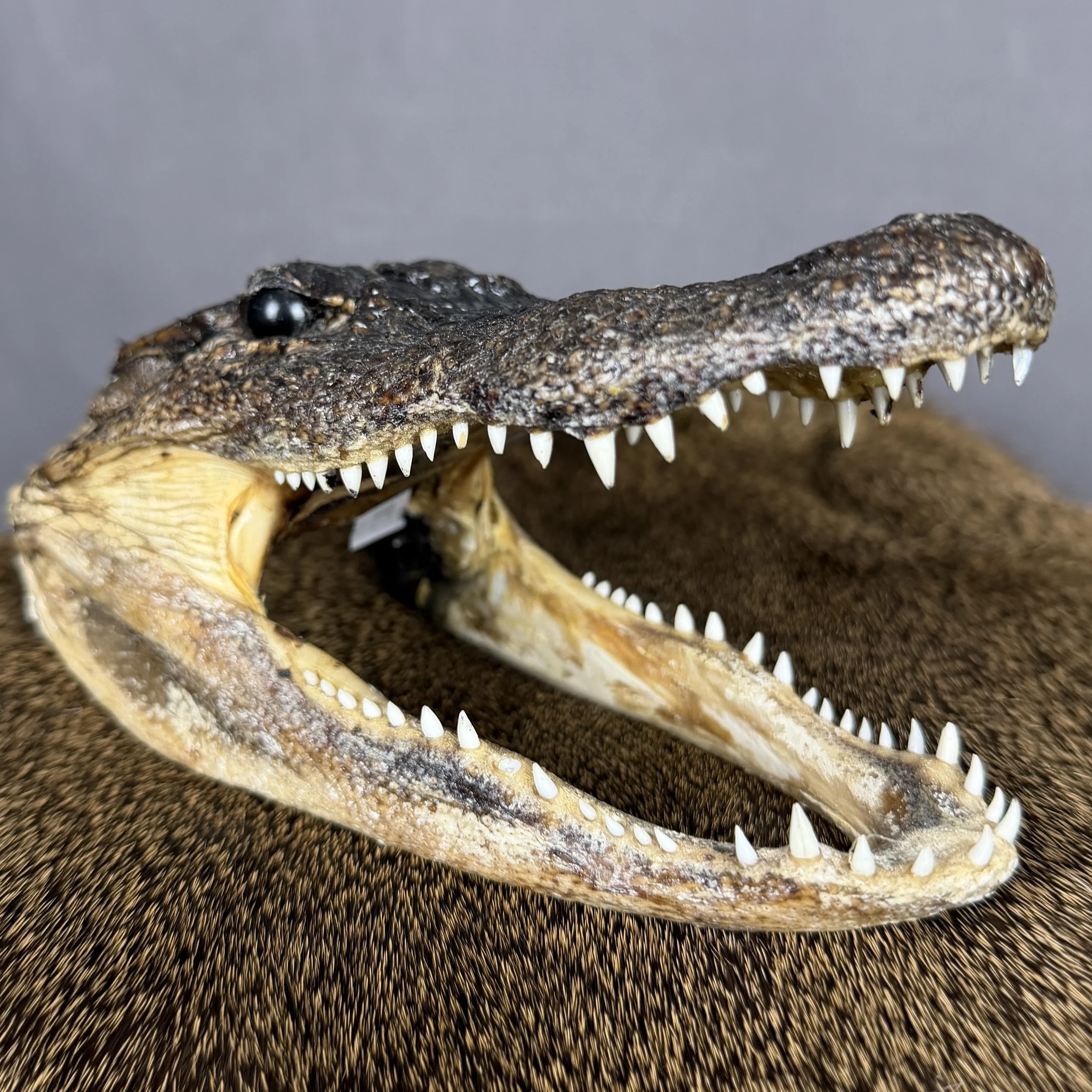 Alligator Head