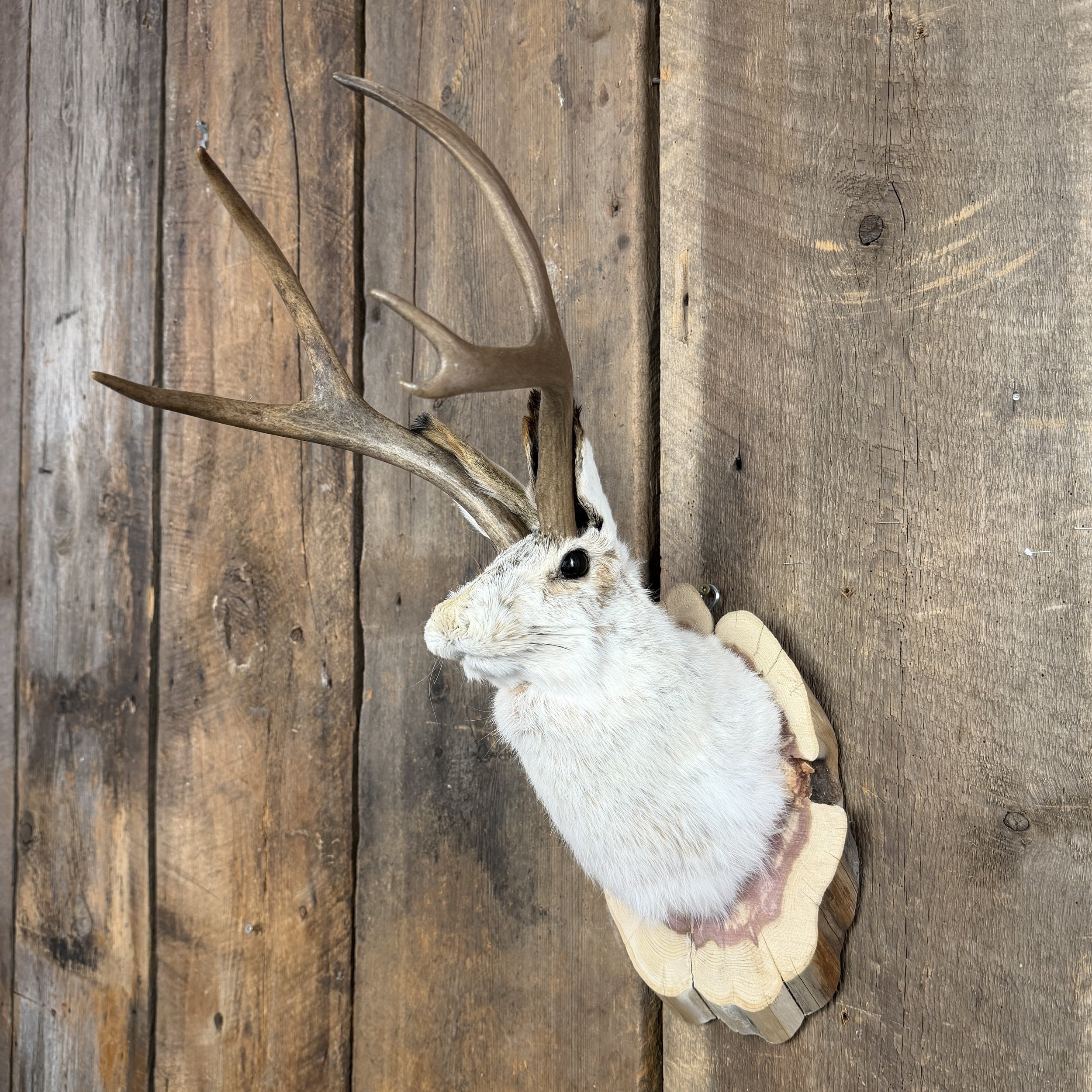 Jackalope Mount SQ3811