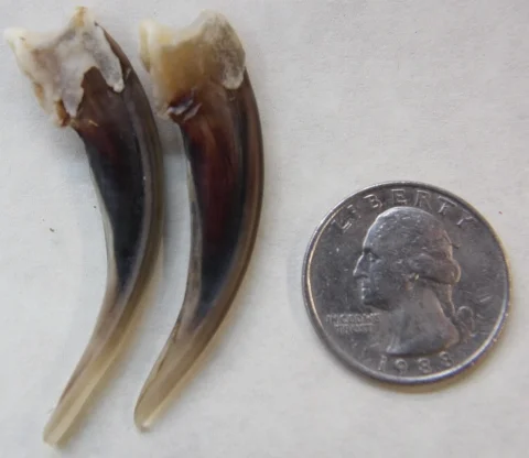 badger claw