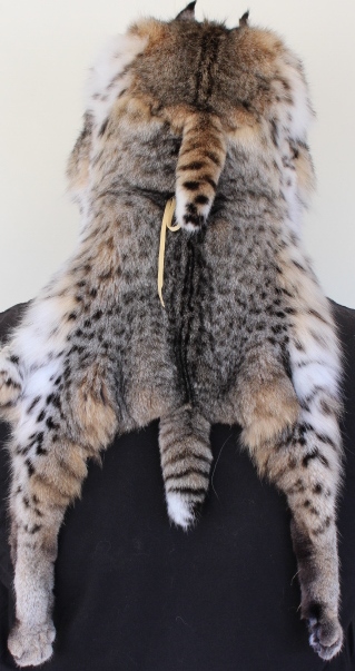 Bobcat Pelt