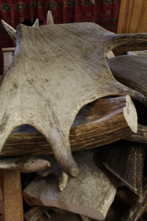 Moose Antler Pieces (custom cut)