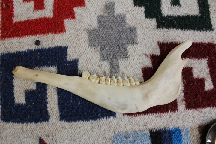 Pronghorn:Antelope Jaw.JPG