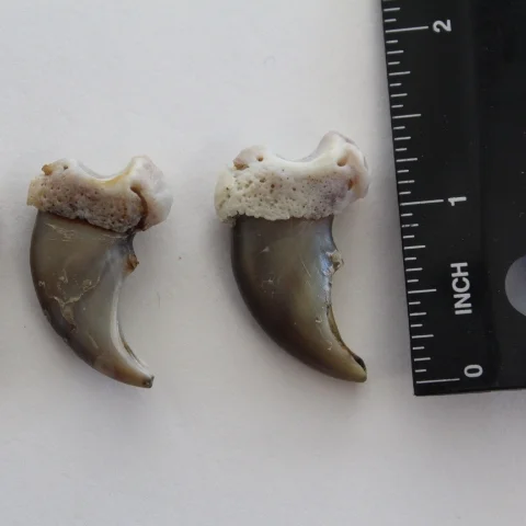 Black Bear Claws (small).jpg
