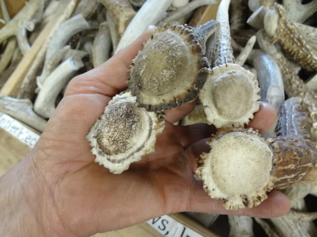 Deer antler knife handles