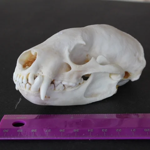Badger Skull.JPG