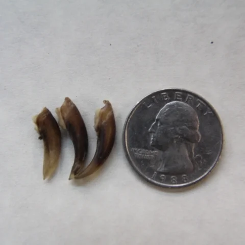 beaver claw