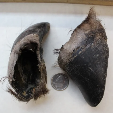 Buffalo Hoof