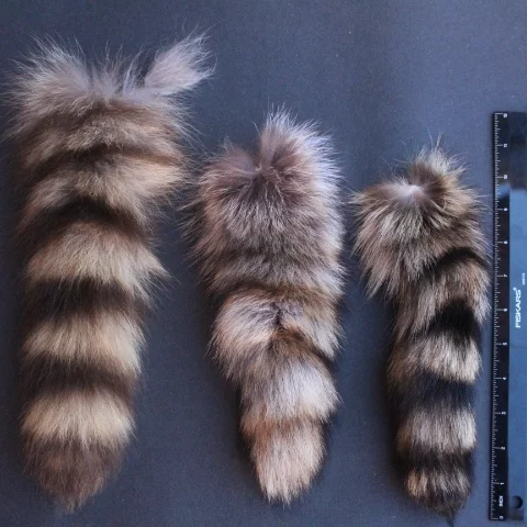 Raccoon Tail