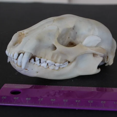 Raccoon skull