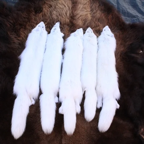 Arctic Fox Fur