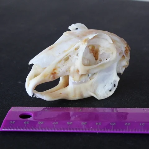 rabbit skull