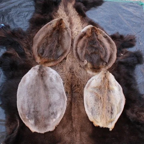 Beaver Hide