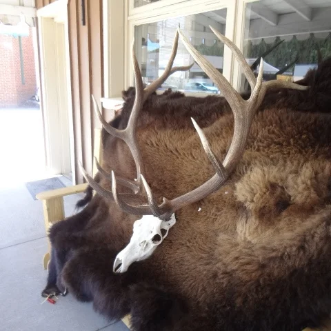 elk skull