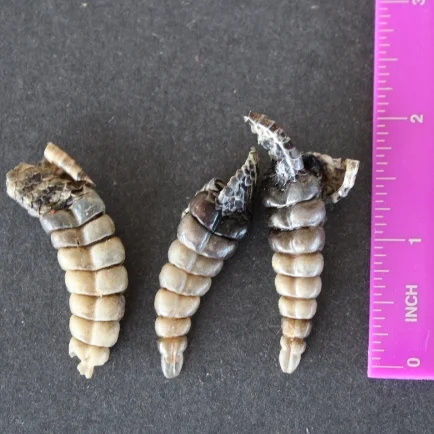 rattlesnake rattles