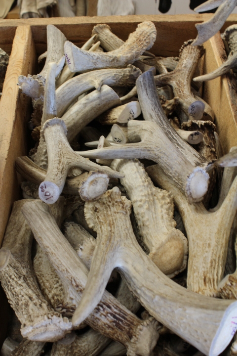 Antler Knife Handles