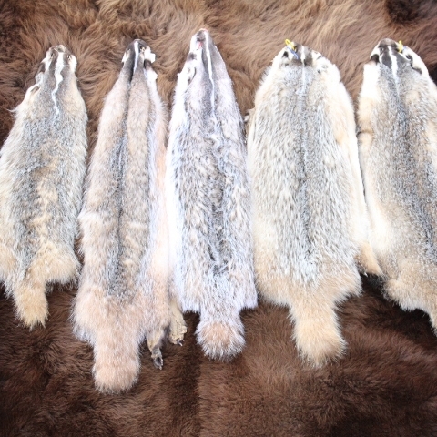 Badger Furs