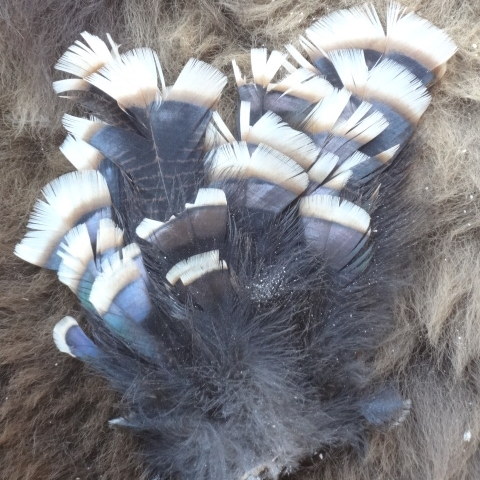 wild turkey plumage