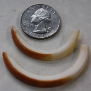 Porcupine Teeth.JPG