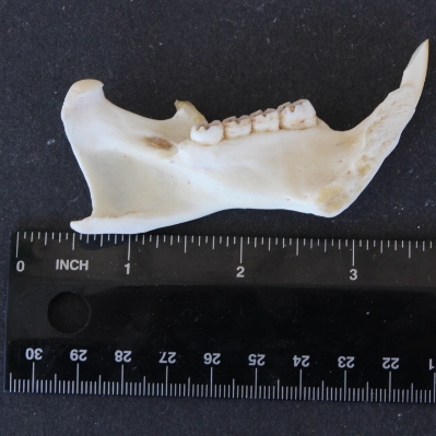 porcupine jaw