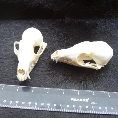 swift fox skull