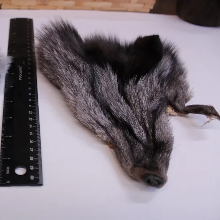 silver fox face
