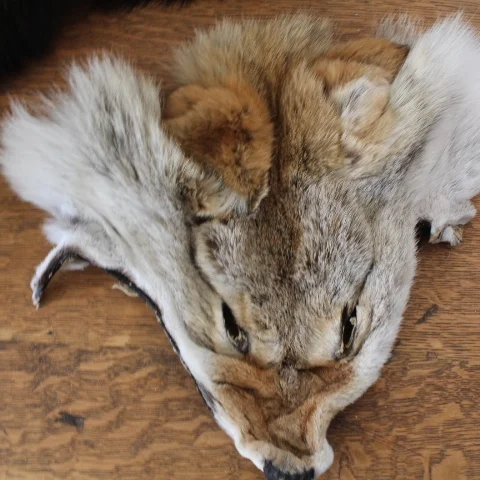 coyote face