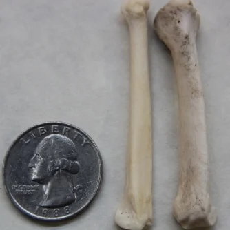 Coyote Foot Bone