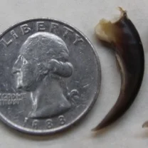Porcupine Claws.JPG