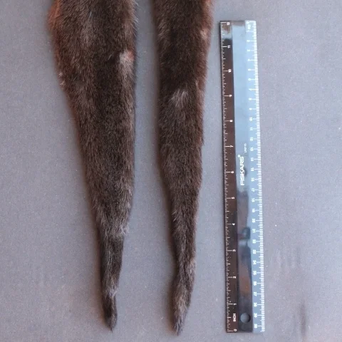 Otter Tail & Bullterranerまとめ売り IMG_3043.JPG?format=1000w