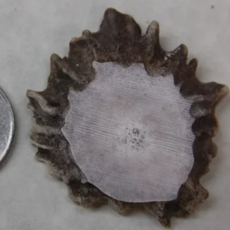 Deer Antler Rosette Buttons.JPG