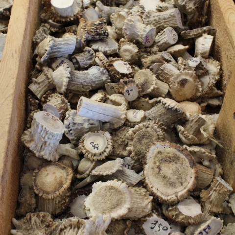 Deer Antler Rosettes.JPG