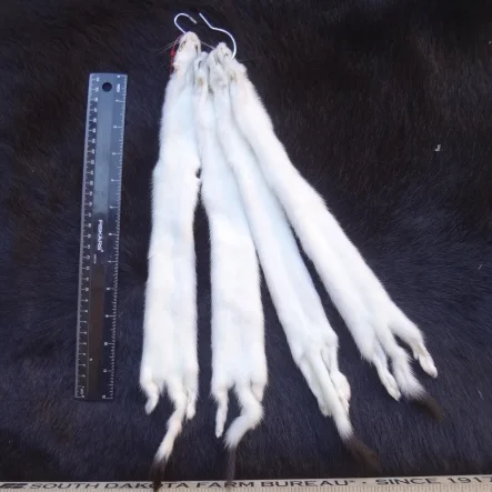 Weasel Products — Claw, Antler & Hide Co.