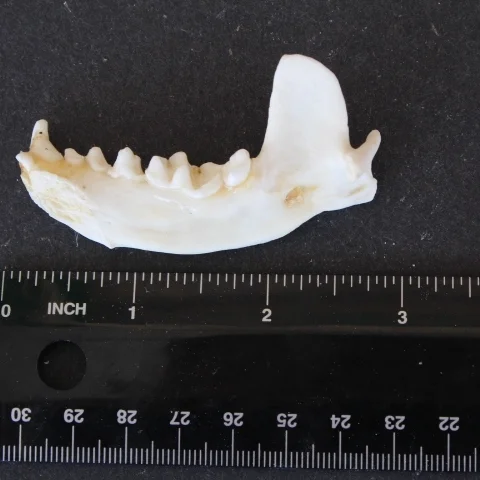 otter jaw