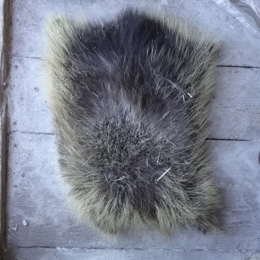 porcupine skin dried