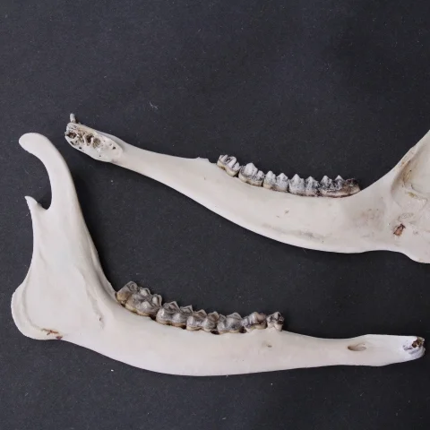 deer jaws