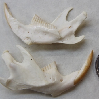 muskrat jaw