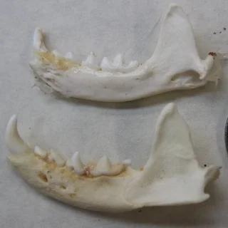 mink jaws