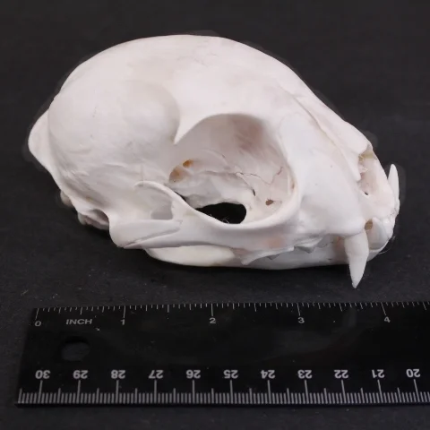 lynx skull