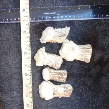 Deer Antler  Drawer pull