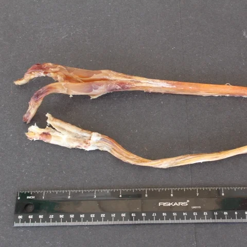 elk leg sinew