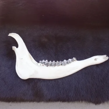 Elk jaw